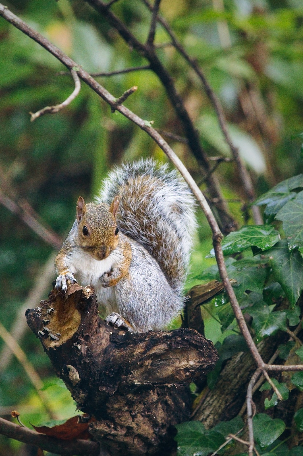 This little guy was scurrying through the trees next to the Brandywine Creek in Wilmington. Taking a quick pause to eat a nut.