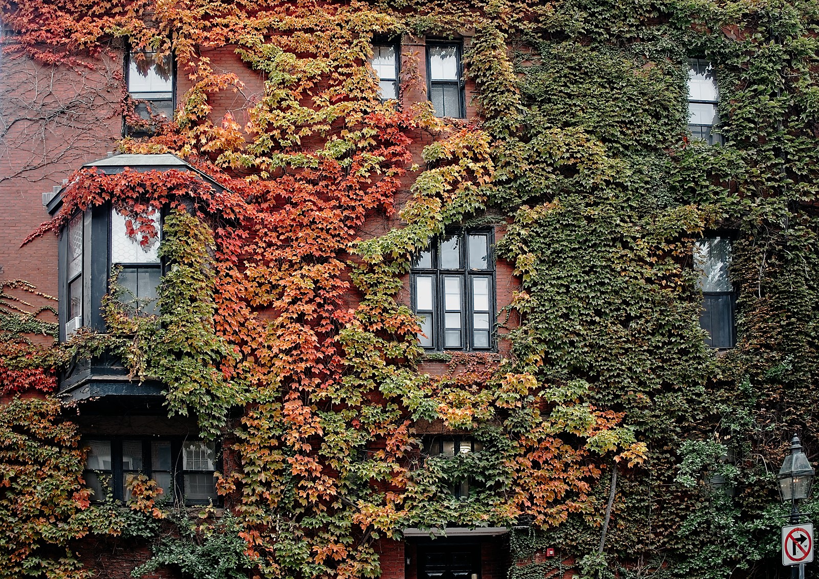 Some autumn ivy on a Boston town house, the interleafing of red and green made for a stunning colour display.